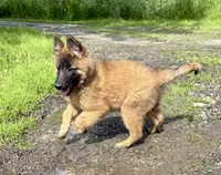 Olive, a female Belgian Tervuren for sale in Ferrisburgh, VT – 2 of 10
