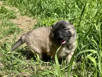 Angel, a female Belgian Tervuren for sale in Ferrisburgh, VT – 5 of 9