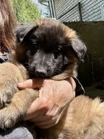 Queenie, a female Belgian Tervuren for sale in Ferrisburgh, VT – 10 of 10
