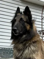 Rosie, a female Belgian Tervuren for sale in Ferrisburgh, VT – 6 of 8