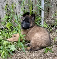 Fern, a female Belgian Tervuren for sale in Ferrisburgh, VT – 4 of 7