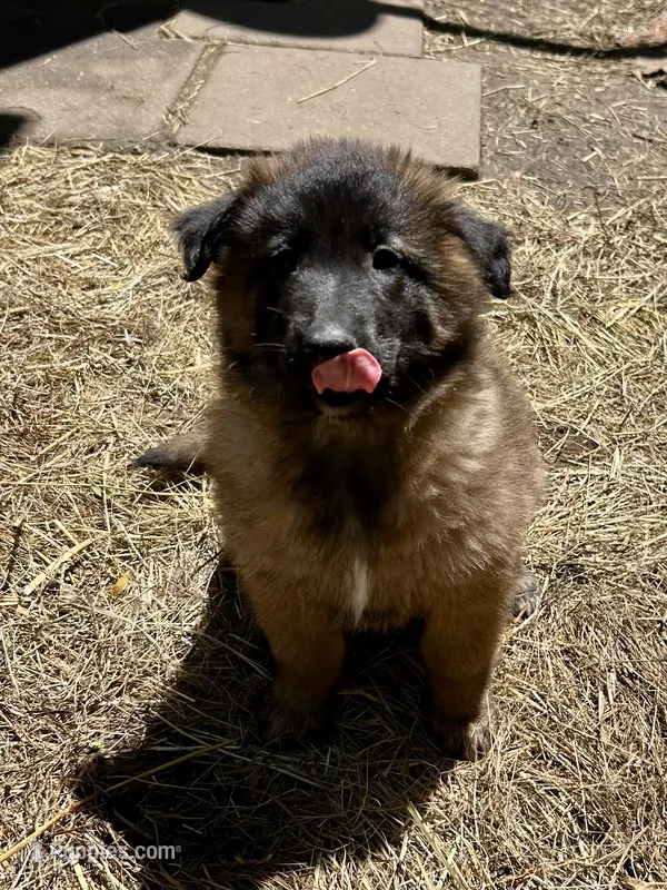 Queenie – Belgian Tervuren puppy for sale in Ferrisburgh, VT