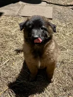 Queenie, a female Belgian Tervuren for sale in Ferrisburgh, VT – 1 of 10