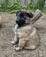 Rosie, a female Belgian Tervuren for sale in Ferrisburgh, VT – 2 of 8