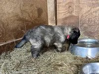 Enzo, a male Belgian Tervuren for sale in Ferrisburgh, VT – 4 of 9