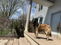 Enzo, a male Belgian Tervuren for sale in Ferrisburgh, VT – 9 of 9