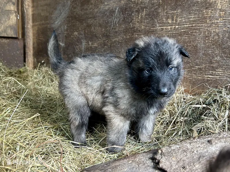 Enzo – Belgian Tervuren puppy for sale in Ferrisburgh, VT