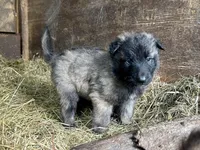 Enzo, a male Belgian Tervuren for sale in Ferrisburgh, VT – 1 of 9