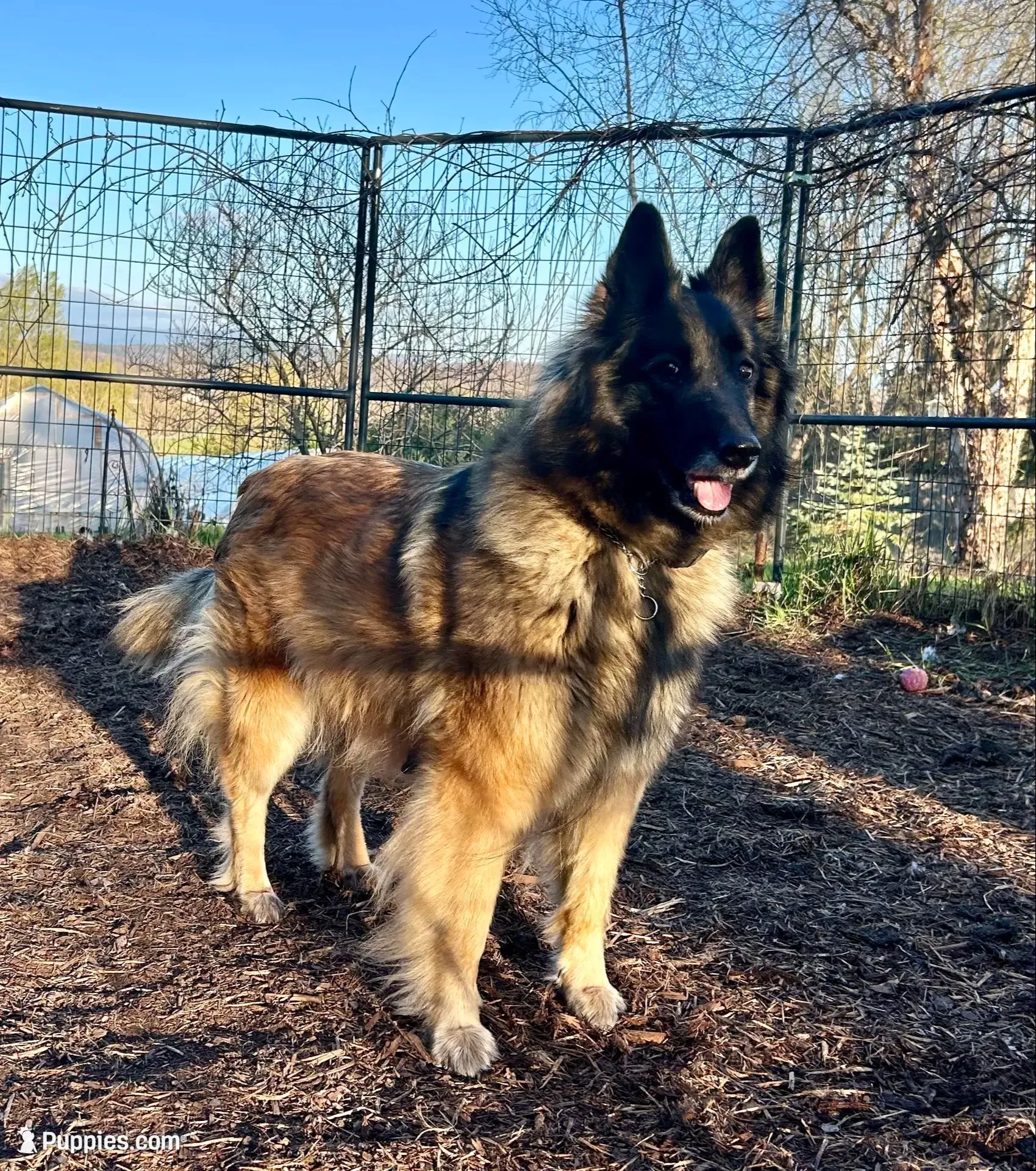 Queenie, a female Belgian Tervuren for sale in Ferrisburgh, VT – 2 of 10