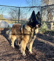 Enzo, a male Belgian Tervuren for sale in Ferrisburgh, VT – 7 of 9