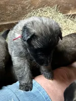Enzo, a male Belgian Tervuren for sale in Ferrisburgh, VT – 2 of 9