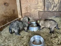 Enzo, a male Belgian Tervuren for sale in Ferrisburgh, VT – 5 of 9
