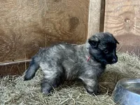 Enzo, a male Belgian Tervuren for sale in Ferrisburgh, VT – 3 of 9
