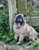 Angel, a female Belgian Tervuren for sale in Ferrisburgh, VT – 2 of 9