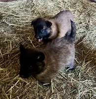 processed/2aab1a24-4a53-4bd8-bbc5-9d0e02a0b4ee/listing/be73d6d0-87ab-4c8e-8130-2f56bde38e76/4ad2235e-d458-499d-b474-b78c0195076e