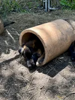Queenie, a female Belgian Tervuren for sale in Ferrisburgh, VT – 7 of 10
