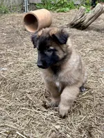 Rosie, a female Belgian Tervuren for sale in Ferrisburgh, VT – 3 of 8