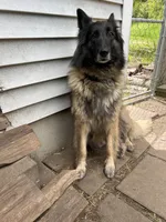 Fern, a female Belgian Tervuren for sale in Ferrisburgh, VT – 5 of 6
