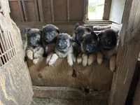 Angel, a female Belgian Tervuren for sale in Ferrisburgh, VT – 9 of 9