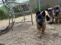 Fern, a female Belgian Tervuren for sale in Ferrisburgh, VT – 4 of 6
