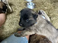 Maggie, a female Belgian Tervuren for sale in Ferrisburgh, VT – 3 of 10