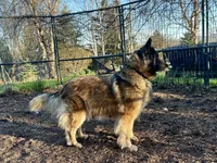 Maggie, a female Belgian Tervuren for sale in Ferrisburgh, VT – 8 of 10