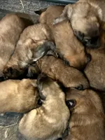 Maggie, a female Belgian Tervuren for sale in Ferrisburgh, VT – 2 of 10