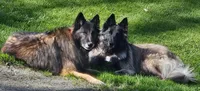 Maggie, a female Belgian Tervuren for sale in Ferrisburgh, VT – 4 of 10