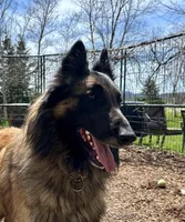 Maggie, a female Belgian Tervuren for sale in Ferrisburgh, VT – 6 of 10