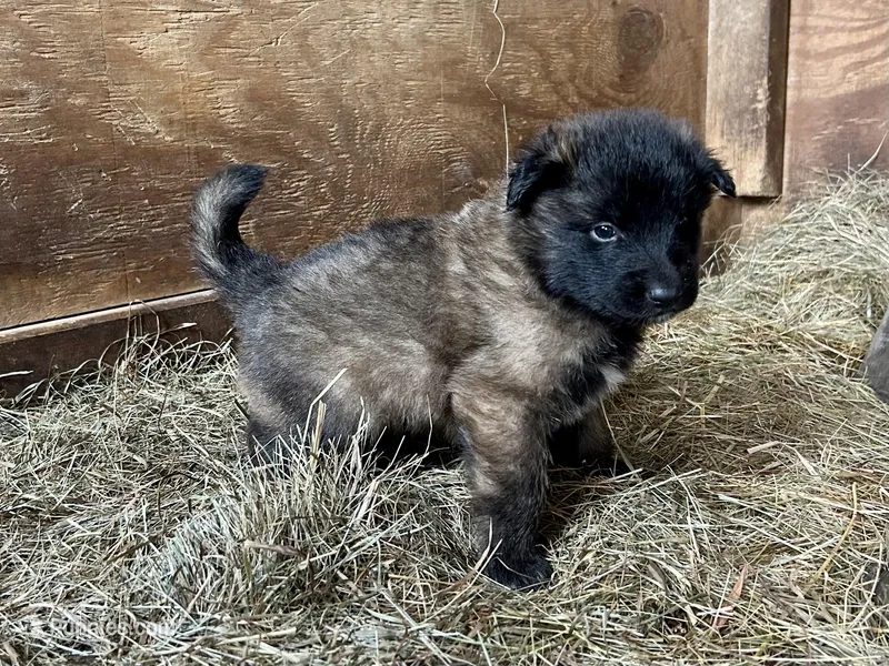 Maggie – Belgian Tervuren puppy for sale in Ferrisburgh, VT