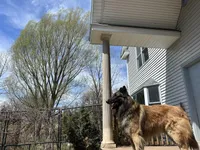 Maggie, a female Belgian Tervuren for sale in Ferrisburgh, VT – 9 of 10