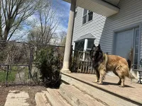 Maggie, a female Belgian Tervuren for sale in Ferrisburgh, VT – 10 of 10