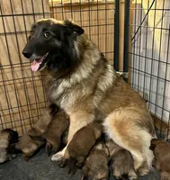 Maggie, a female Belgian Tervuren for sale in Ferrisburgh, VT – 5 of 10
