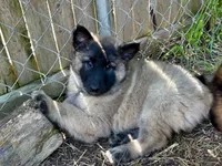 Angel, a female Belgian Tervuren for sale in Ferrisburgh, VT – 4 of 9