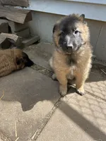 Maggie, a female Belgian Tervuren for sale in Ferrisburgh, VT – 2 of 8