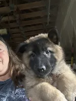 Maggie, a female Belgian Tervuren for sale in Ferrisburgh, VT – 1 of 8