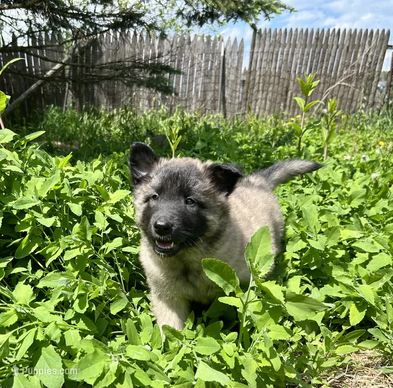 Angel – Belgian Tervuren puppy for sale in Ferrisburgh, VT