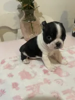 Tiger , a female Boston Terrier for sale in Baldwin Park, CA – 4 of 5