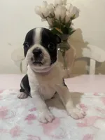 Tiger , a female Boston Terrier for sale in Baldwin Park, CA – 3 of 5