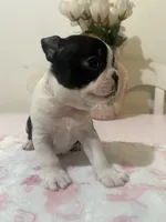 Tiger , a female Boston Terrier for sale in Baldwin Park, CA – 2 of 5