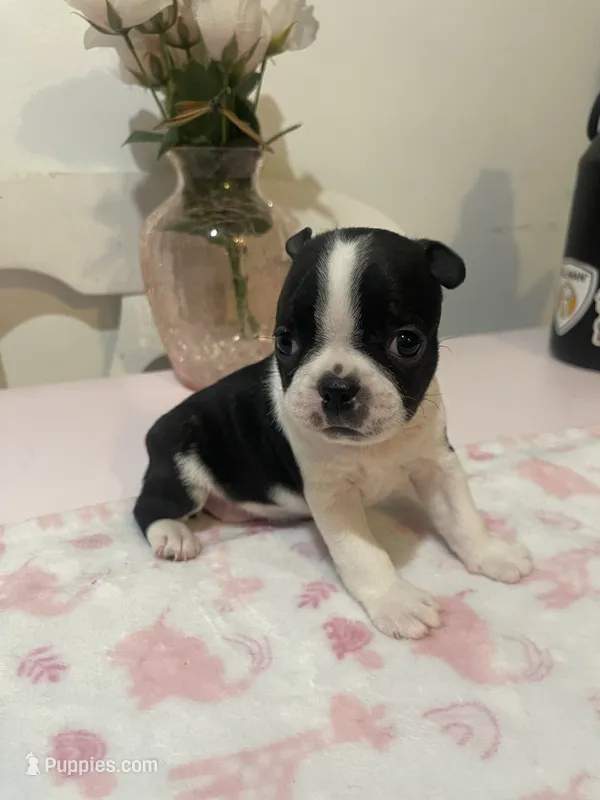 Tiger  – Boston Terrier puppy for sale in Baldwin Park, CA