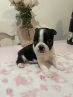 Tiger , a female Boston Terrier for sale in Baldwin Park, CA – 1 of 5