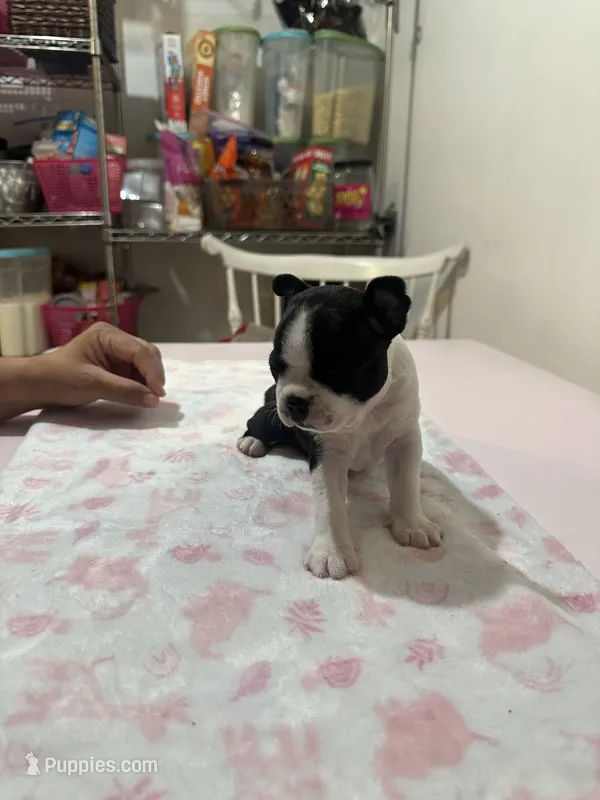 Darla – Boston Terrier puppy for sale in Baldwin Park, CA