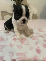 Tiger , a female Boston Terrier for sale in Baldwin Park, CA – 5 of 5