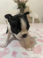 Darla, a female Boston Terrier for sale in Baldwin Park, CA – 2 of 2