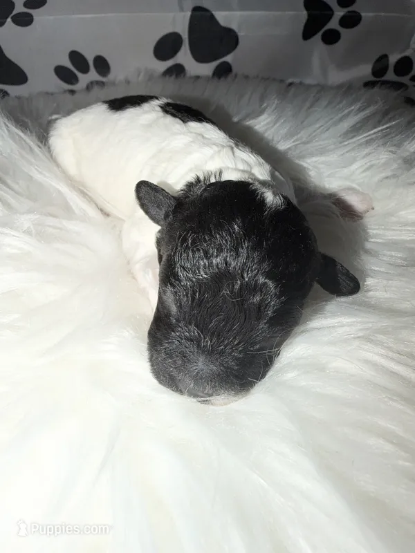 AKC Parti Male  – Poodle - Toy  puppy for sale in New York City, NY