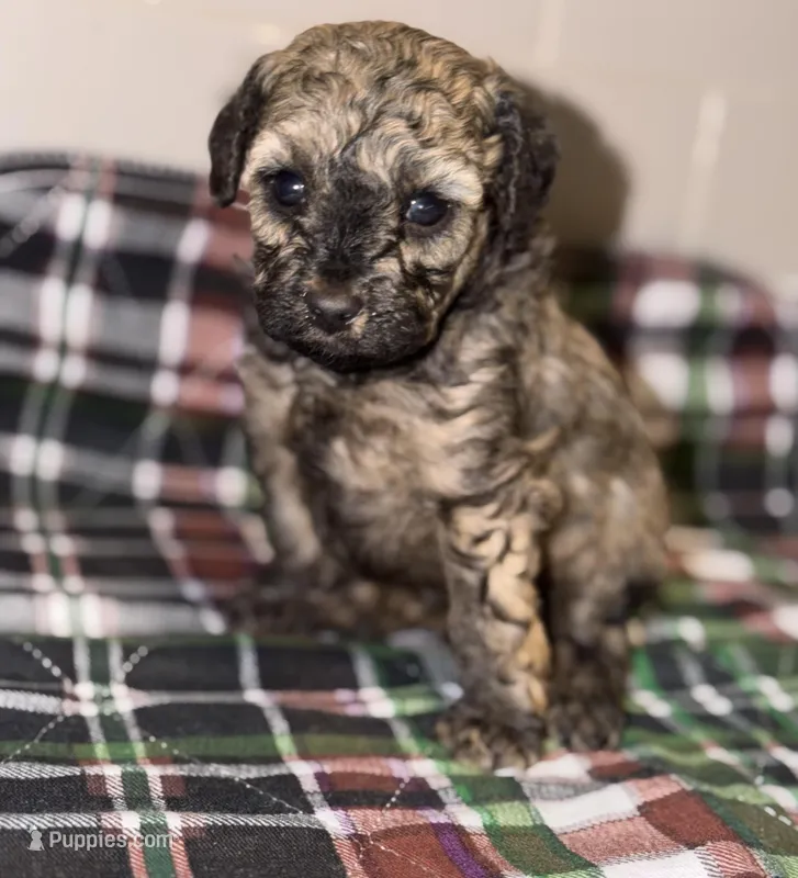 AKC Sable Venice  – Poodle - Toy  puppy for sale in New York City, NY