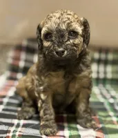 AKC Sable Venice , a female Poodle - Toy  for sale in New York City, NY – Photo 4 of 5