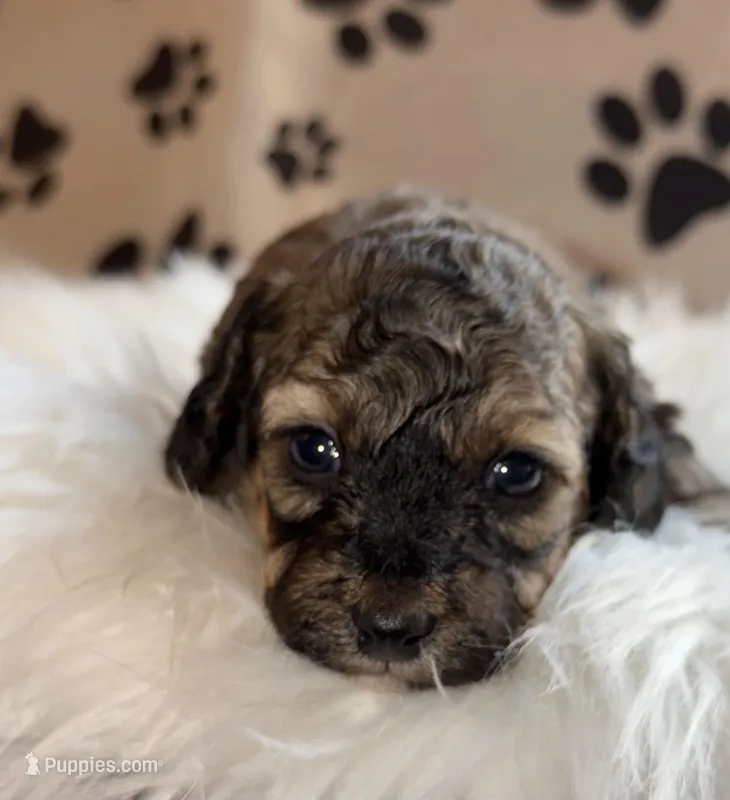 AKC Sable Venice  – Poodle - Toy  puppy for sale in New York City, NY