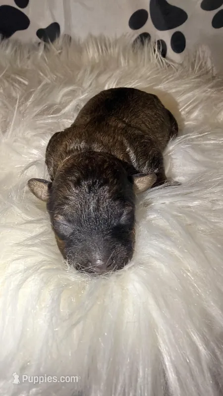 AKC Sable Venice  – Poodle - Toy  puppy for sale in New York City, NY